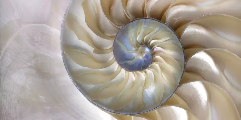 Indicador Fractal◗ ¿Cómo identificar la tendencia?