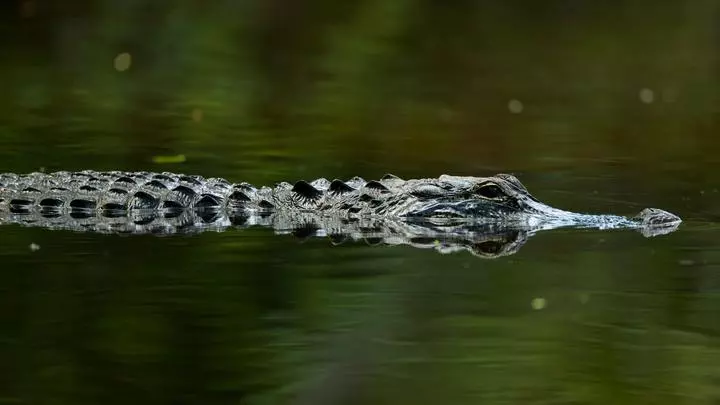 How to Use the Alligator Indicator in Forex Trading