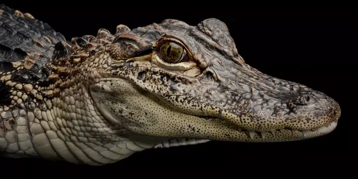 Alligator Billa Williamsa w MT4 i MT5 - strategia skalpingu na forex
